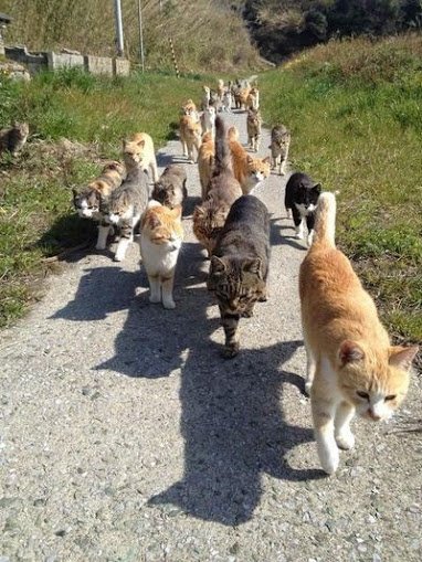 une armée de chats