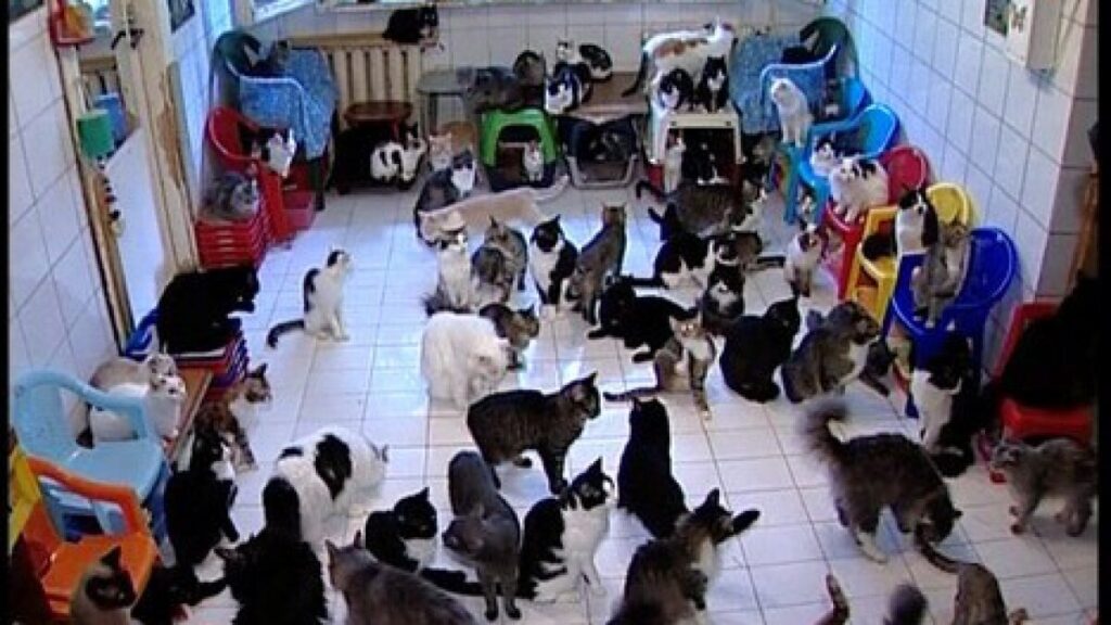 Beaucoup de chats dans une pièce