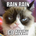 meme d'un chat pas content qui fronce les sourcil avec marqué "rain rain go away"