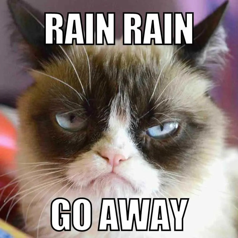 meme d'un chat pas content qui fronce les sourcil avec marqué "rain rain go away"